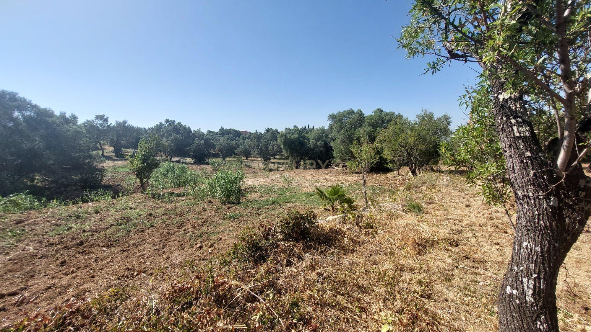 Fotografia 12 de Terreno Rústico com 2.280 m² em Santa Bárbara de Nexe – Sítio do Canal