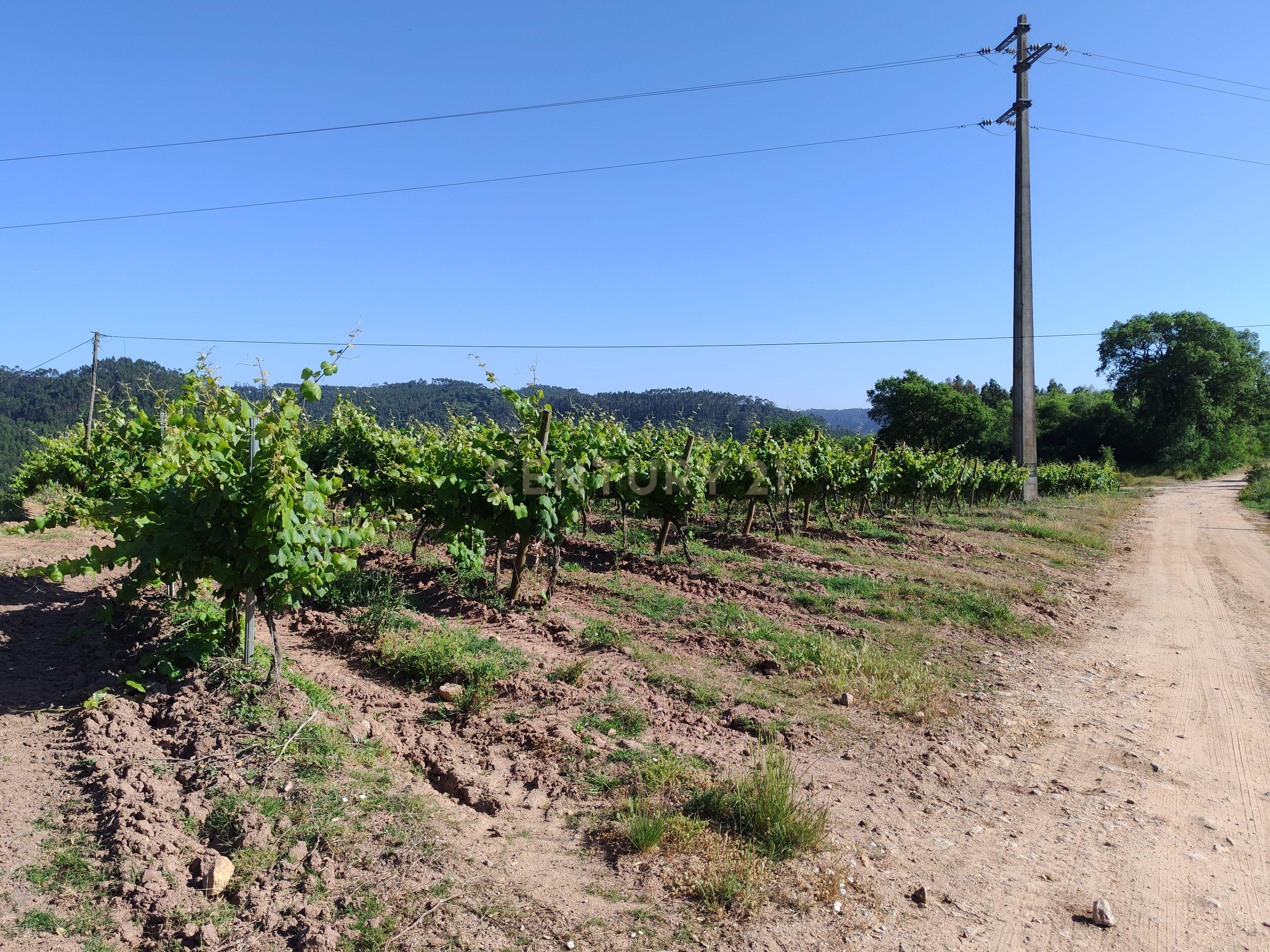 Terreno com 21 hectares com Potencial Agrícola ou Turístico - Mafra - Image 5
