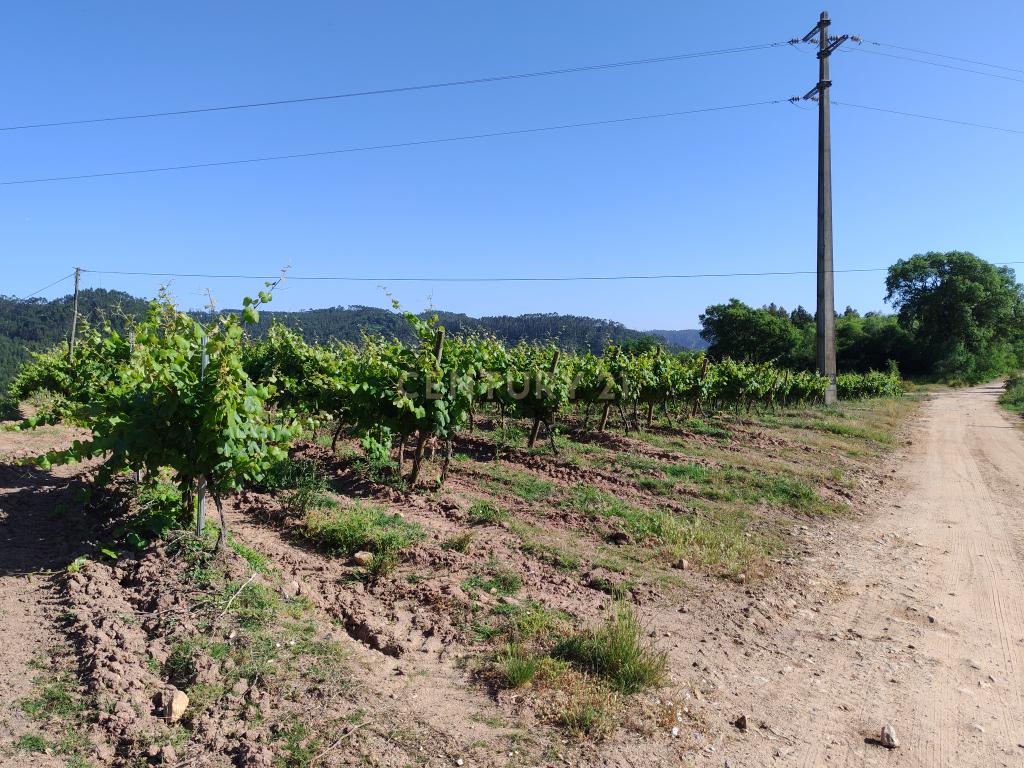  Terreno com 21 hectares - Mafra - Image 5