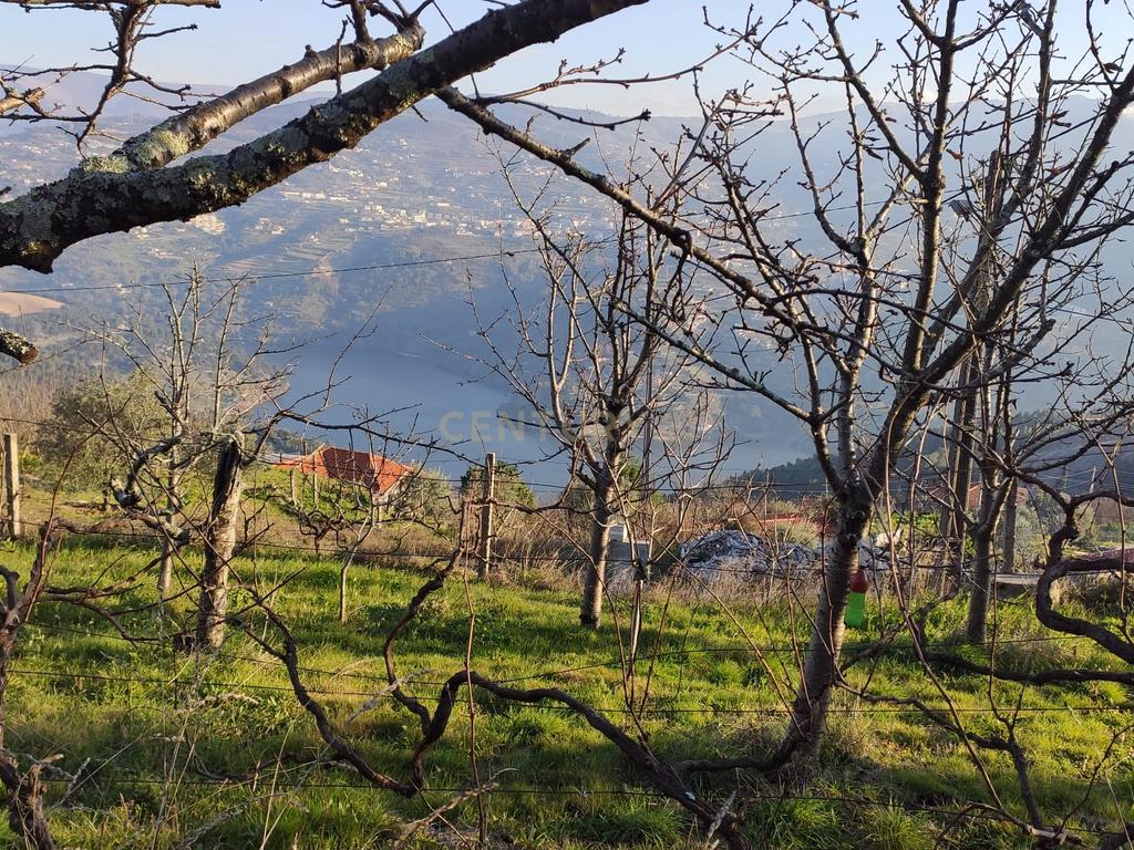 Terreno com casinha e vista para o rio Douro, em S. Tomé de Covelas, Baião para projeto agrícola - Image 79