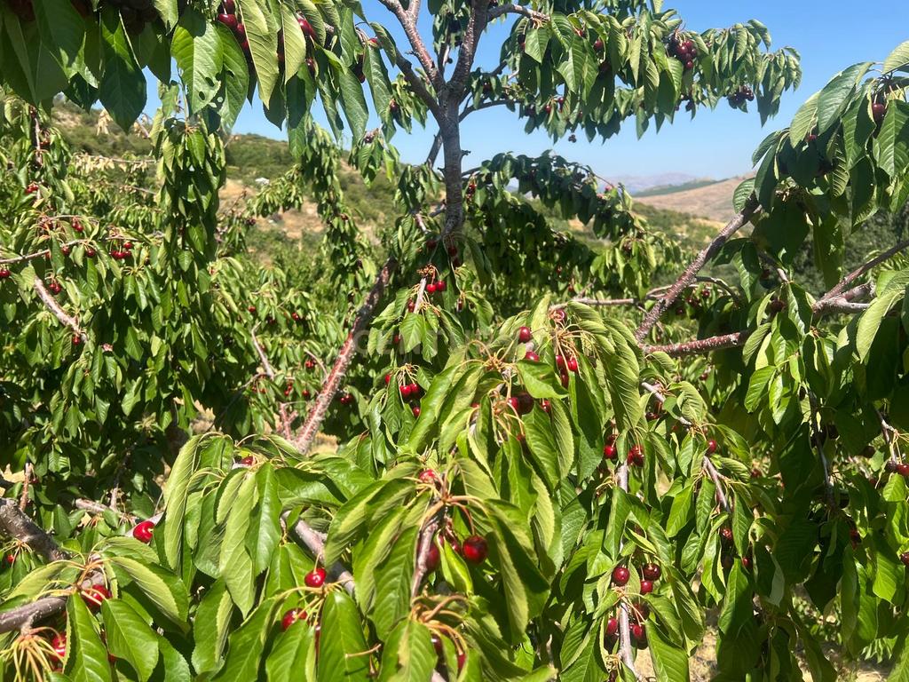 Terreno Rústico em Granada com Árvores Frutíferas e Água - Image 1