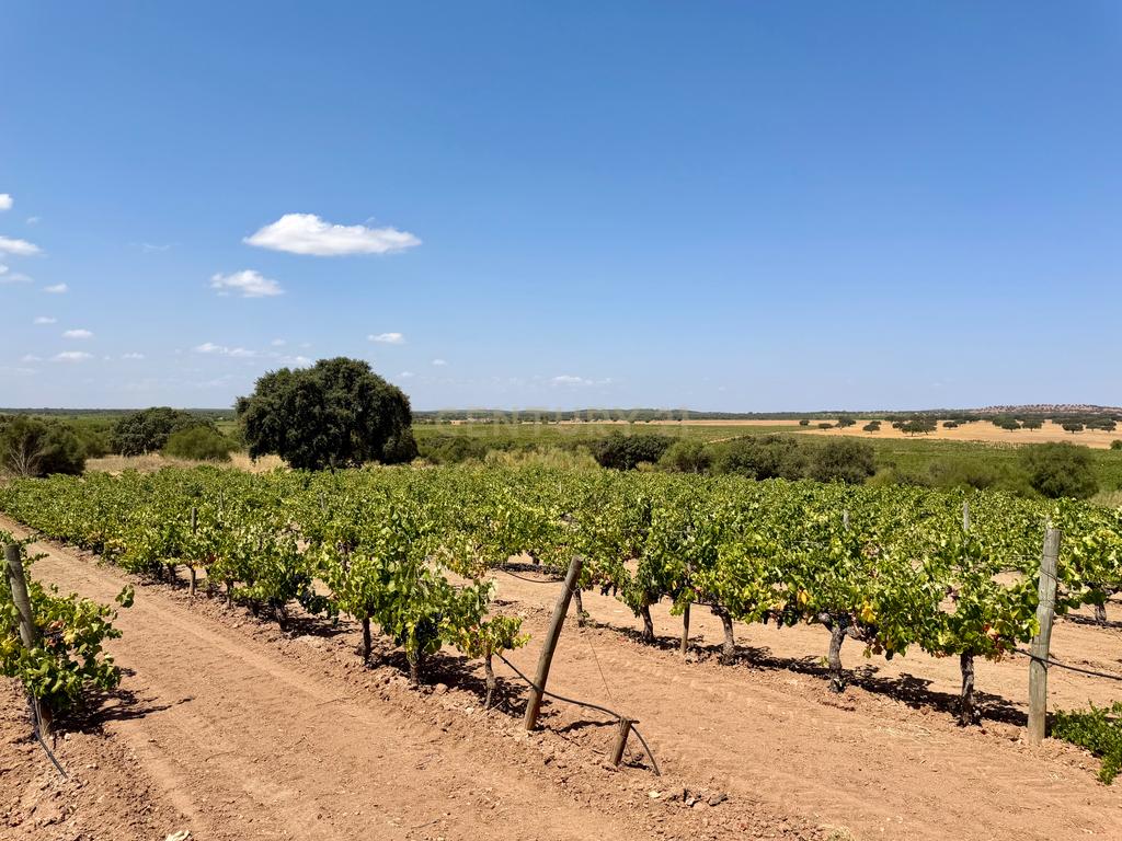 Herdade da Pandeira (93 Hectares) Vinha e Olival em Produção em Reguengos de Monsaraz. - Image 28