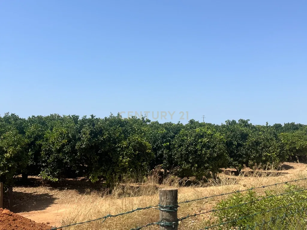 Quinta com 208.790m2, em Plena produção de Citrinos, e estufas, com elevado rendimento. Grande Potencial para projetos com fundos Europeus, e Turismo Rural. - Image 11