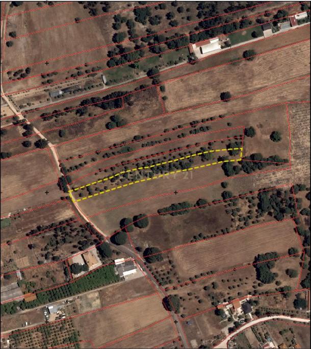 Terreno Rústico com 5.000 m2 - Quinta do Anjo, Palmela - Image 2