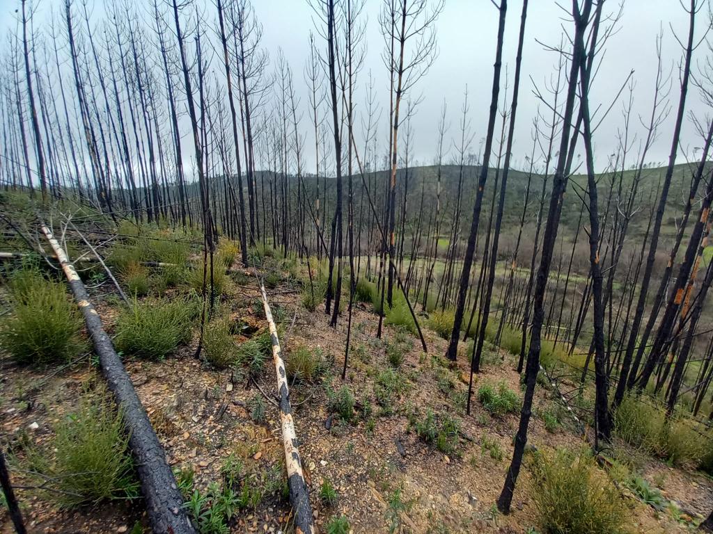 Terreno Rustico com 10000m2 Sobrainho da Ribeira - Image 11