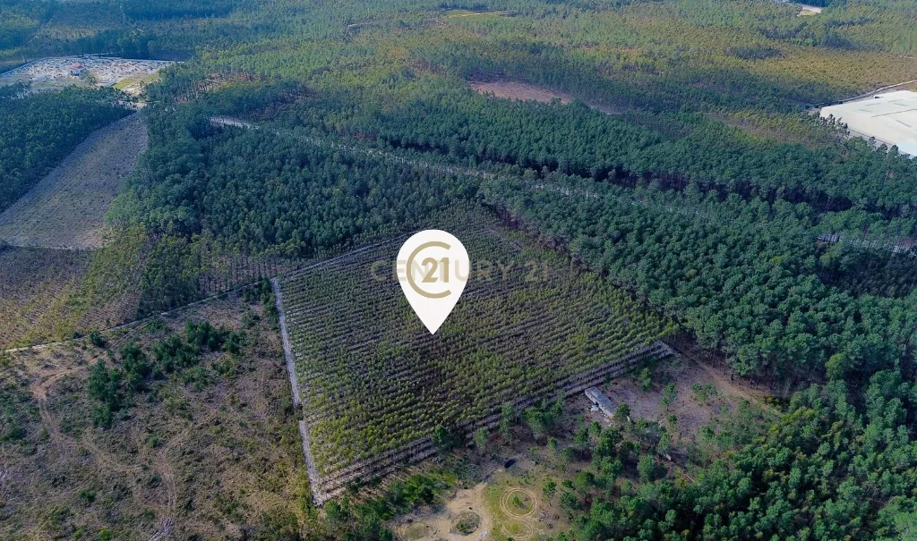 Terreno na Marinha Grande - Image 2