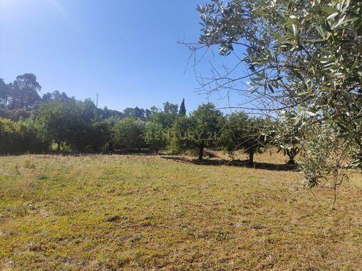 Terreno de 20.240 m², Torres Novas Chancelaria - Image 4