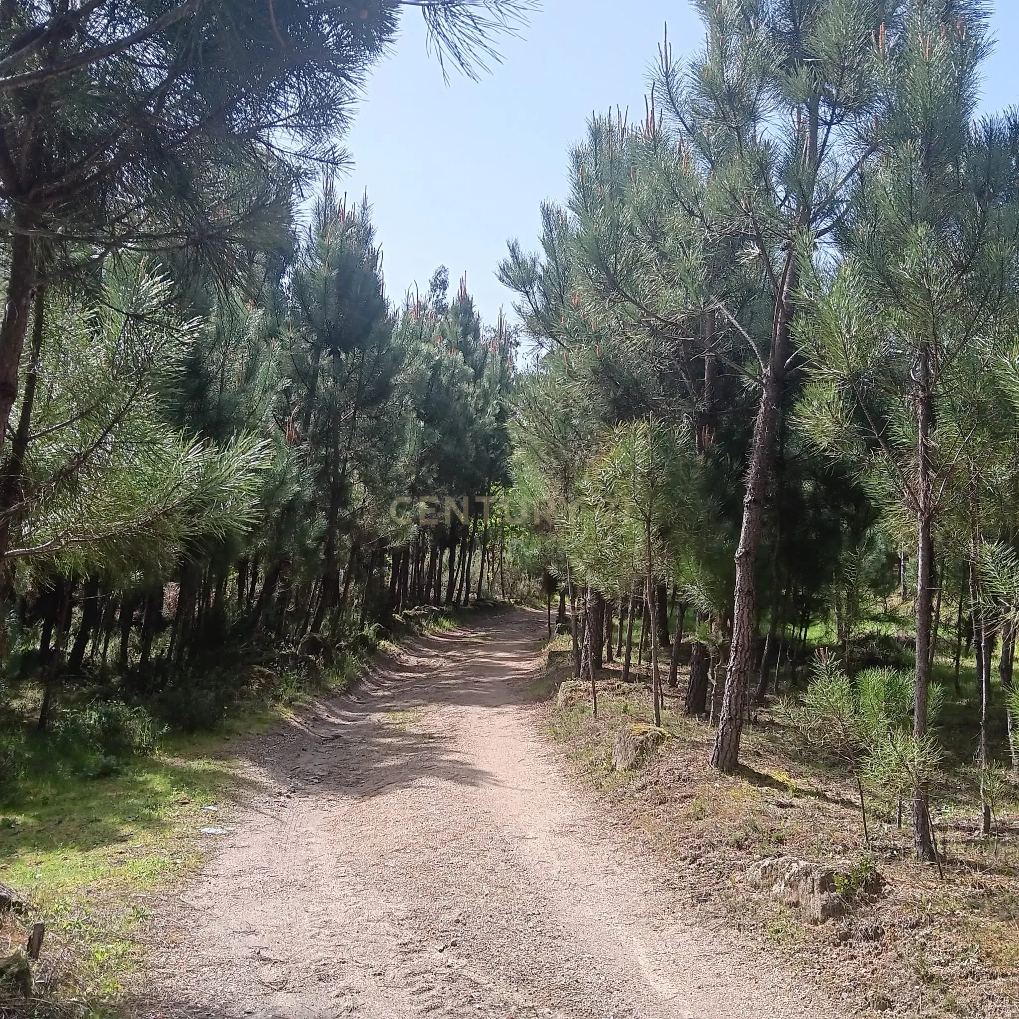 Fotografia 3 de Pinhal para venda em S. João de Lourosa, Viseu