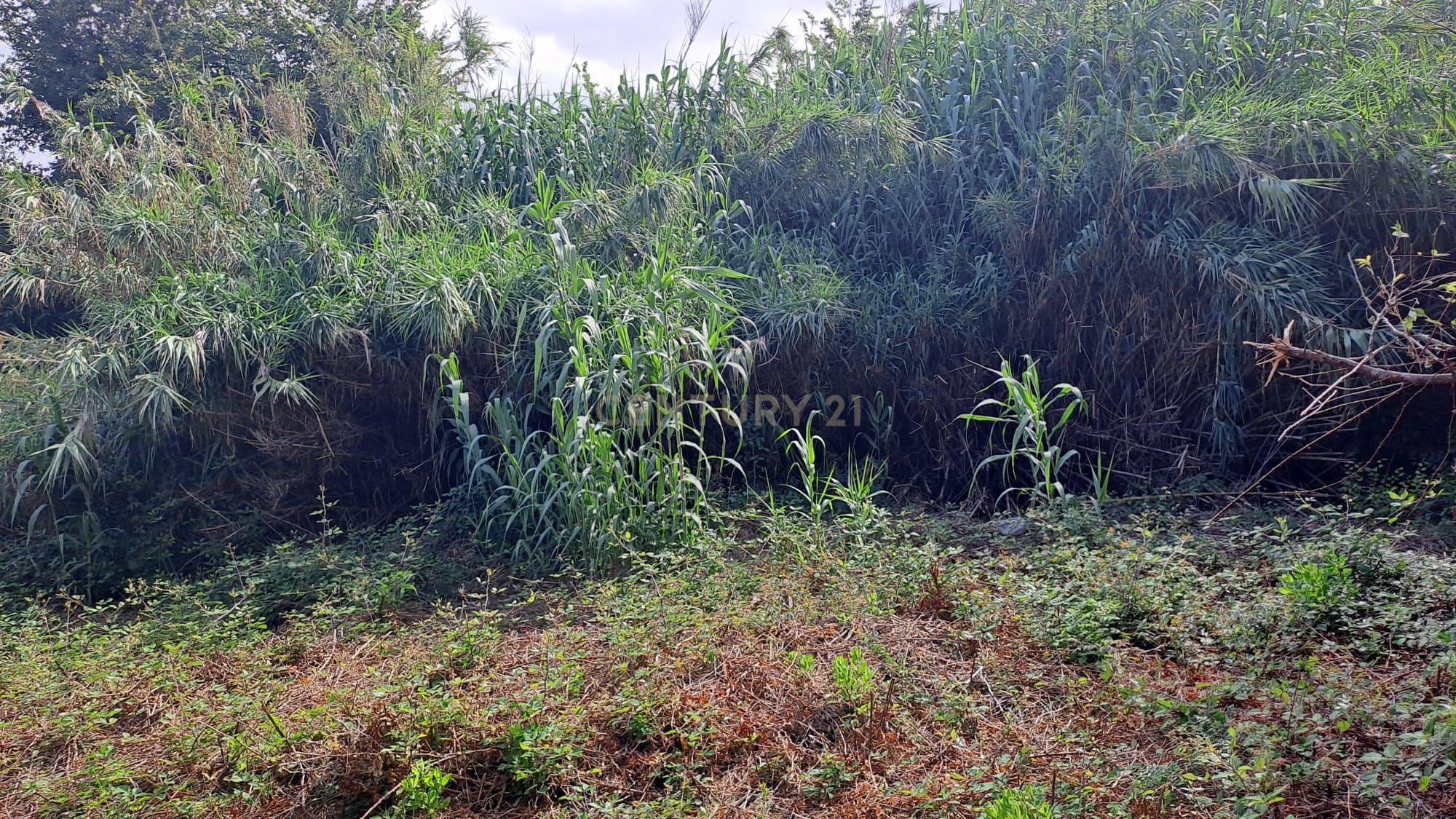 Fotografia 9 de Terreno Agrícola - São João das Lampas