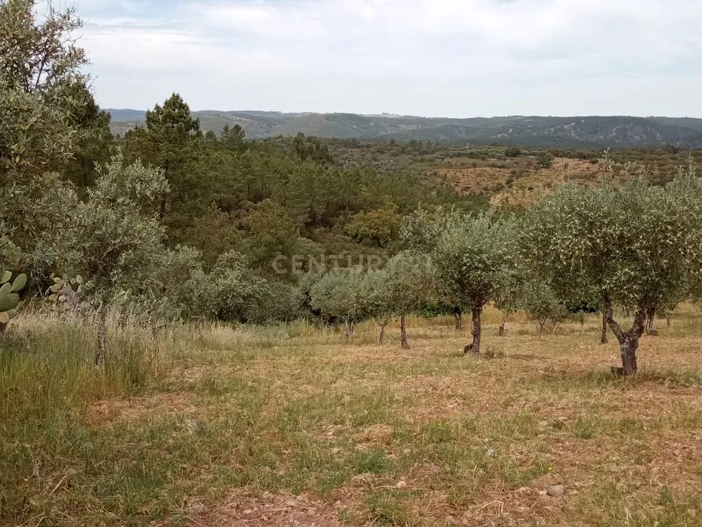 Terreno 8500m2, Lentiscais, Castelo Branco - Image 19
