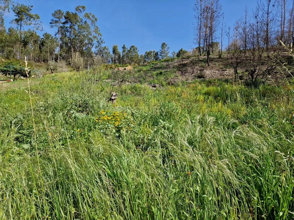 Terreno para construção em Colmeias, Leiria - Image 4