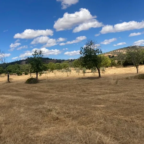 Terreno Agrícola em Pinela, Bragança - Image 8