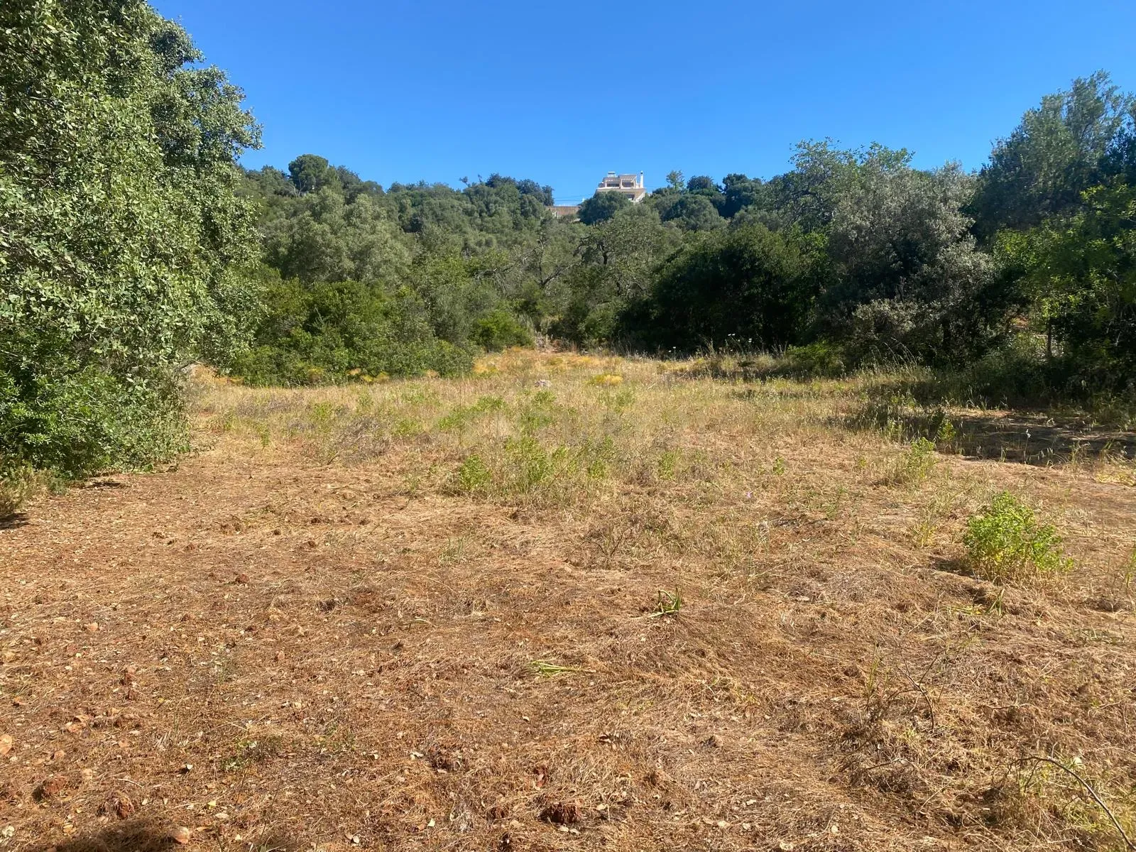 Oportunidade – Terreno Rústico em Carvalhas, Boliqueime