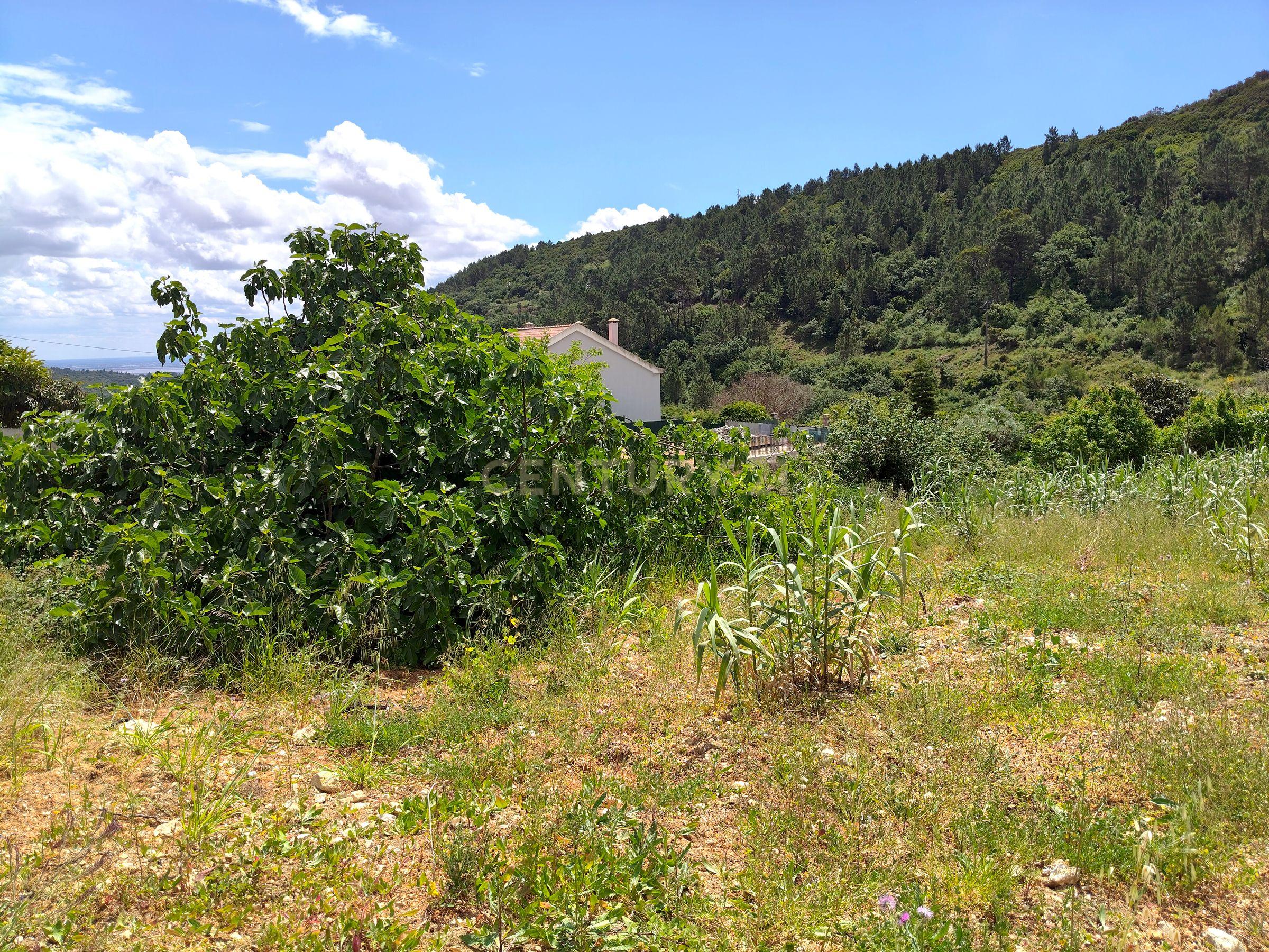 Fotografia 10 de Terreno Rústico com Árvores de Fruto - Calhandriz, Vila Franca de Xira