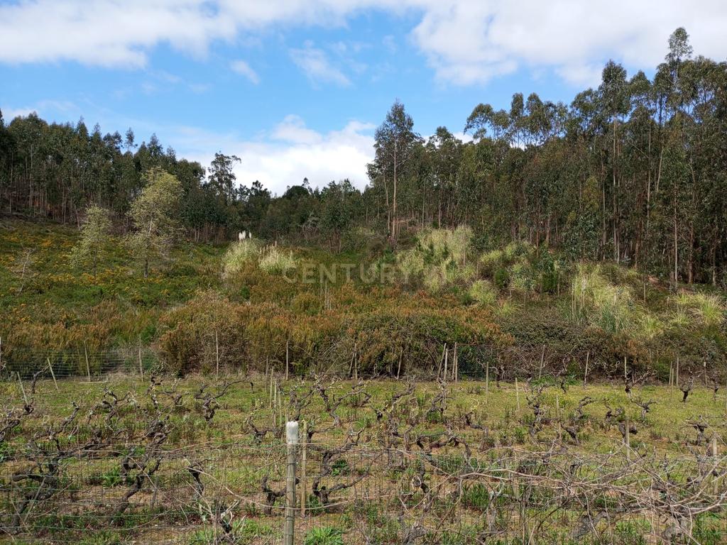 Terreno Rústico à Venda – 1800 m² em Vale Moreira, Vilar - Image 9