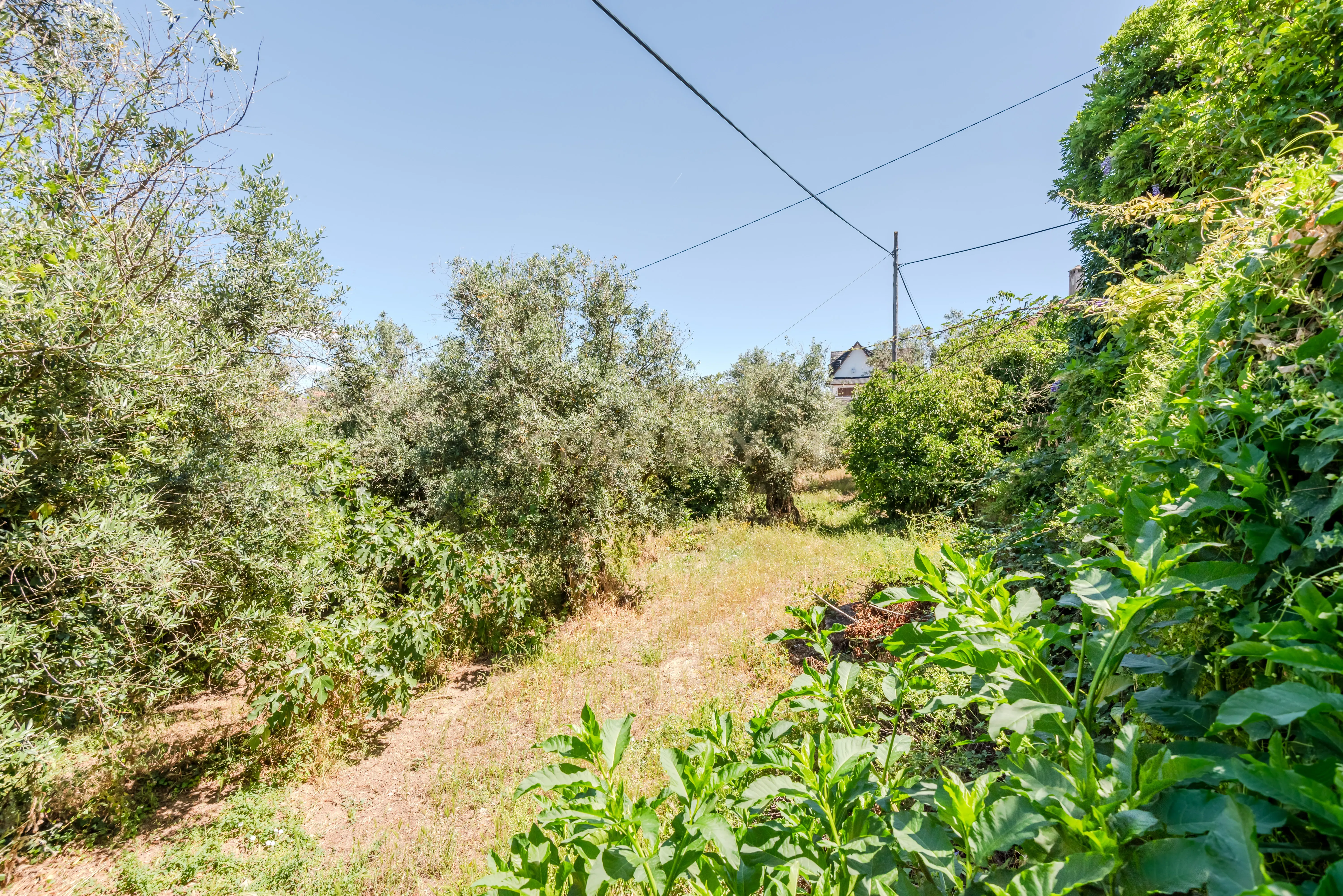 Casa Senhorial com Jardim e Terreno, Ferro, Covilhã - Image 37