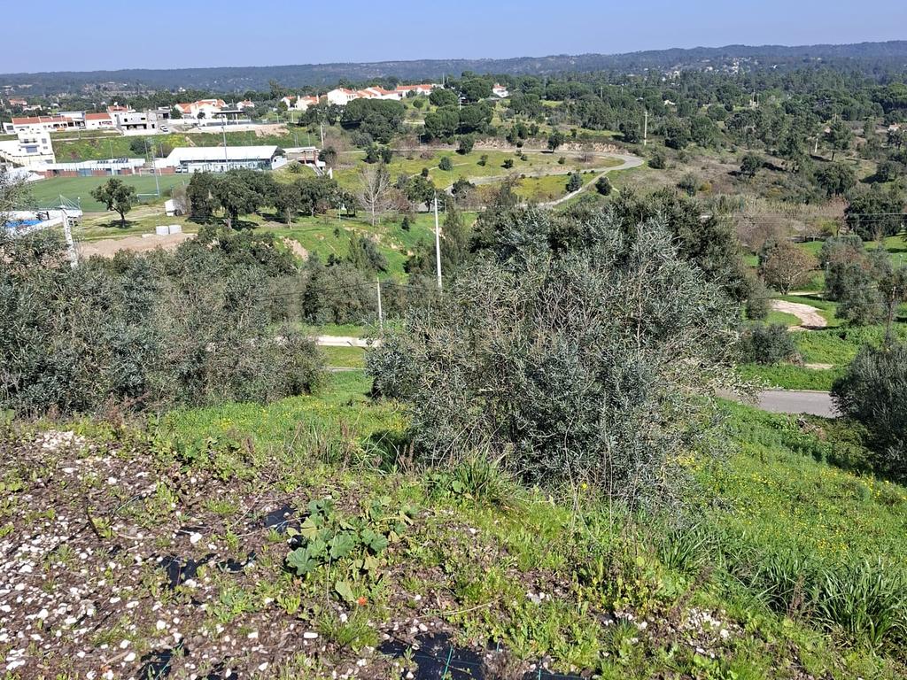 Oportunidade – Lote de Terreno em Montargil - Image 7