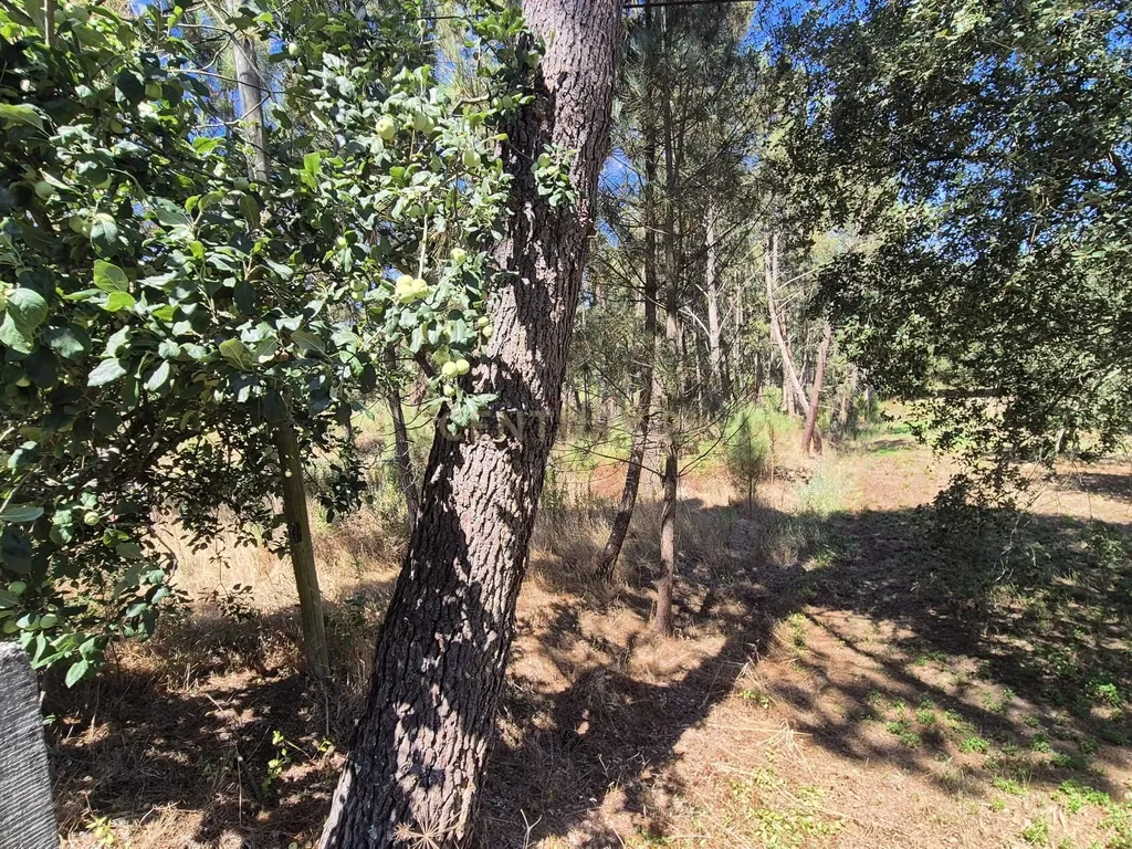 Terreno para Construção em Pombal, Leiria - Oportunidade Única! - Image 6
