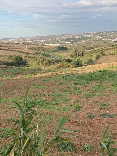 Terreno Rústico para Venda com 4.600m² na Atalaia – Lourinhã - Image 6
