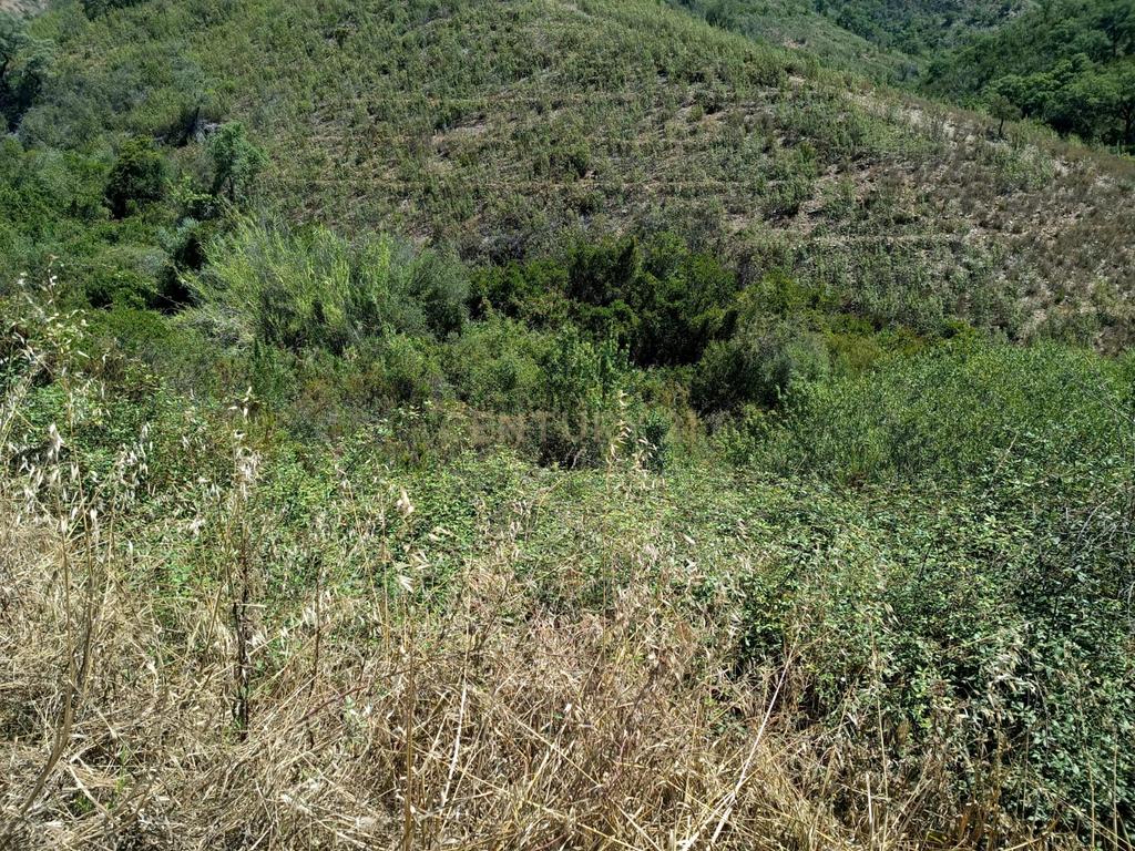 Terreno rústico de 112.000m2 em Ladeiras - S. Bartolomeu de Messines  - Silves - Image 8