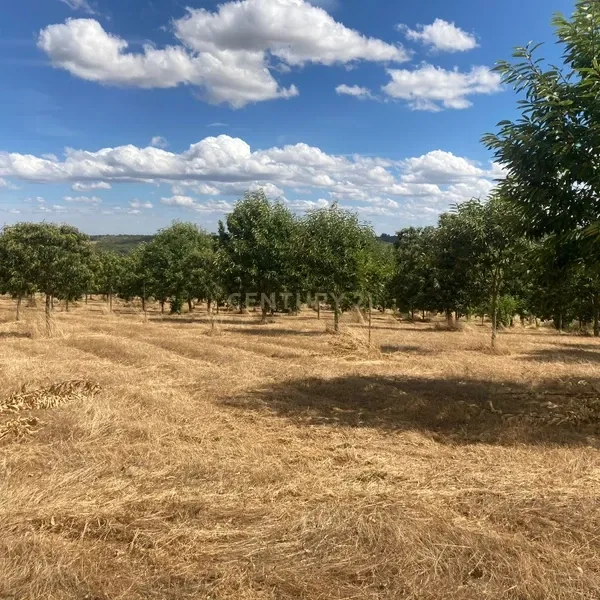 Terreno Agrícola em Pinela, Bragança - Image 10