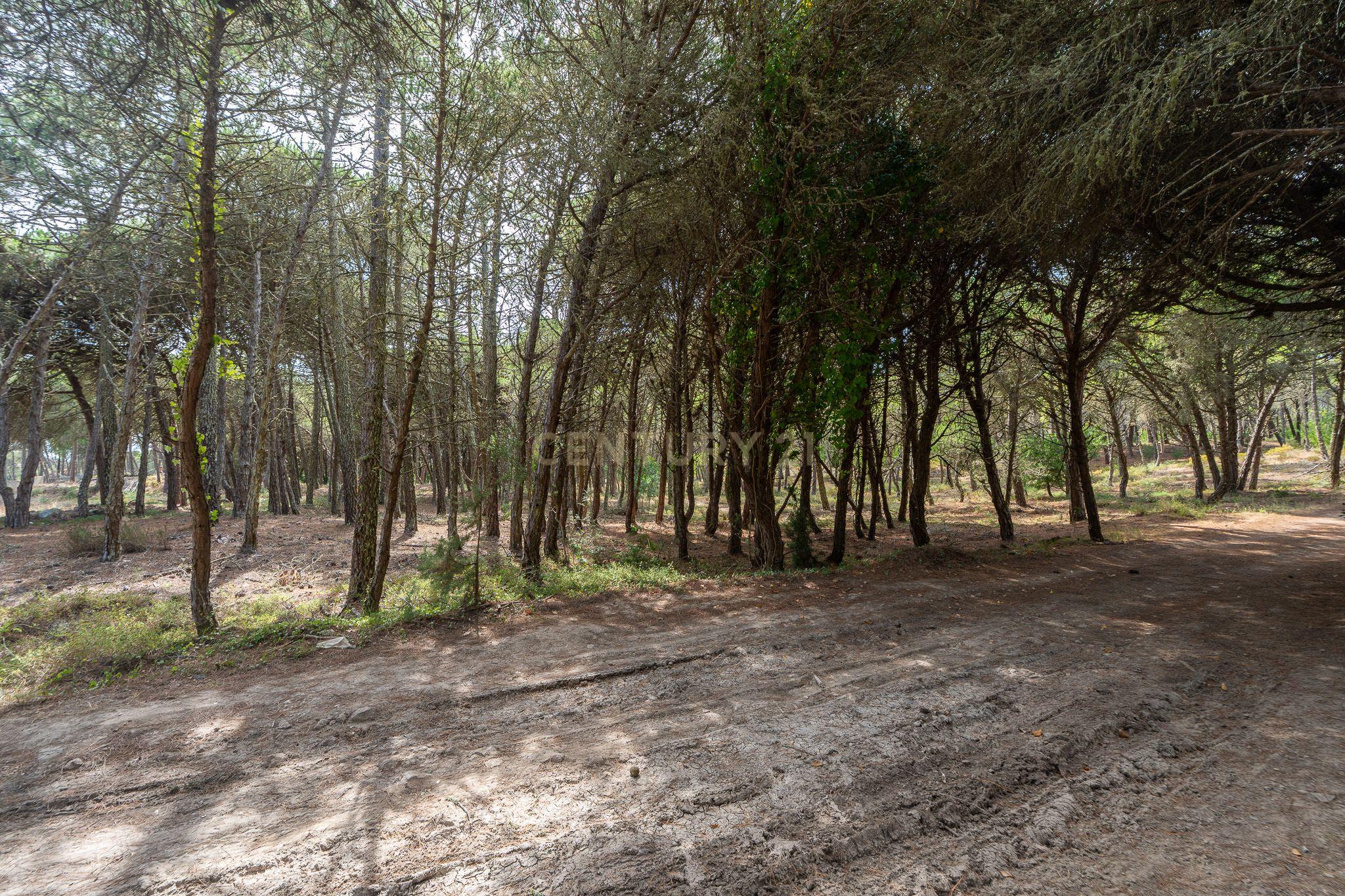 Fotografia 11 de Terreno rústico de pinheiros perto das praia de Sintra
