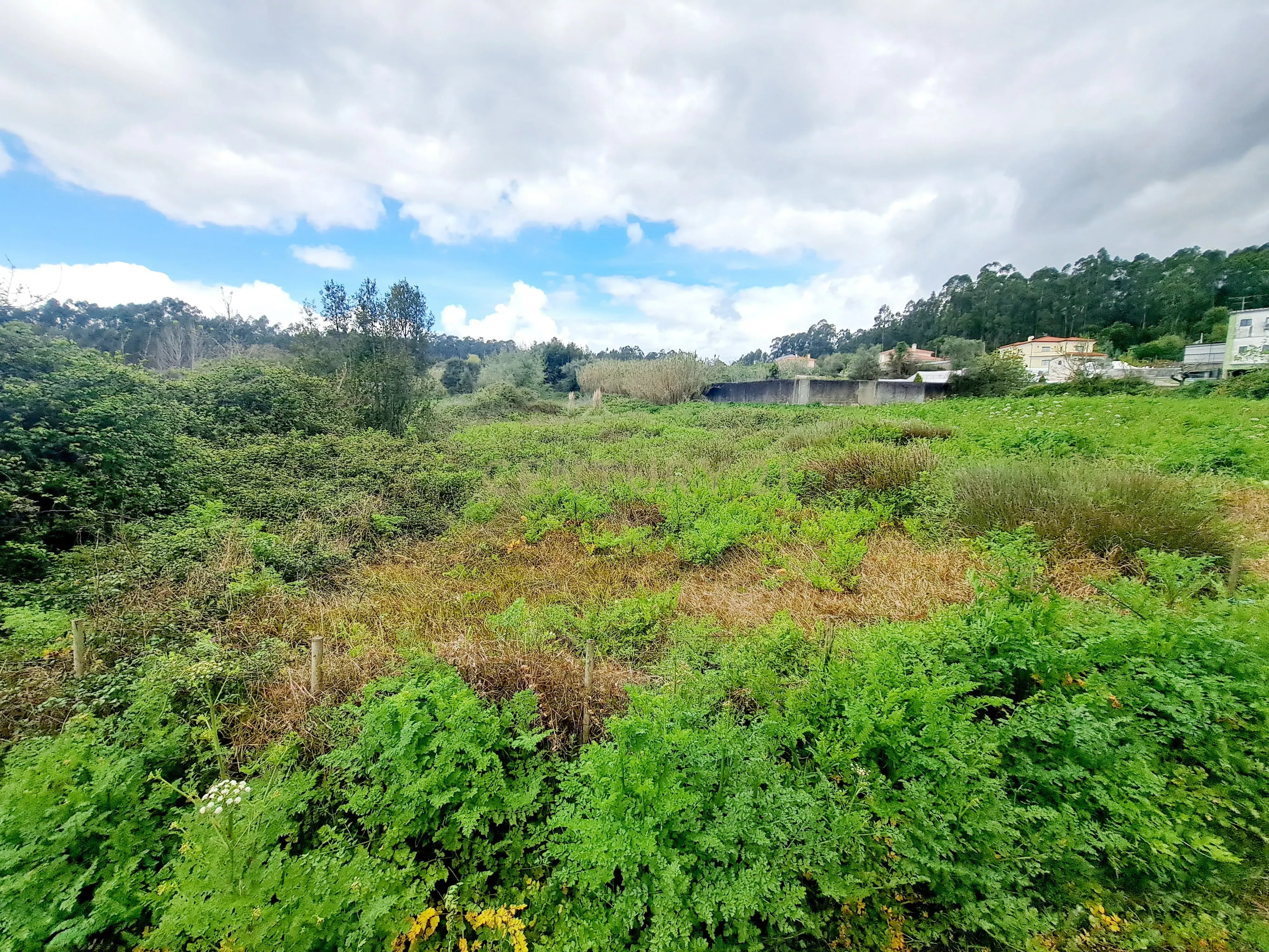 Terreno Rústico em Antanhol, Coimbra – 3.500m² com Árvores de Fruto e Oliveiras - Image 7