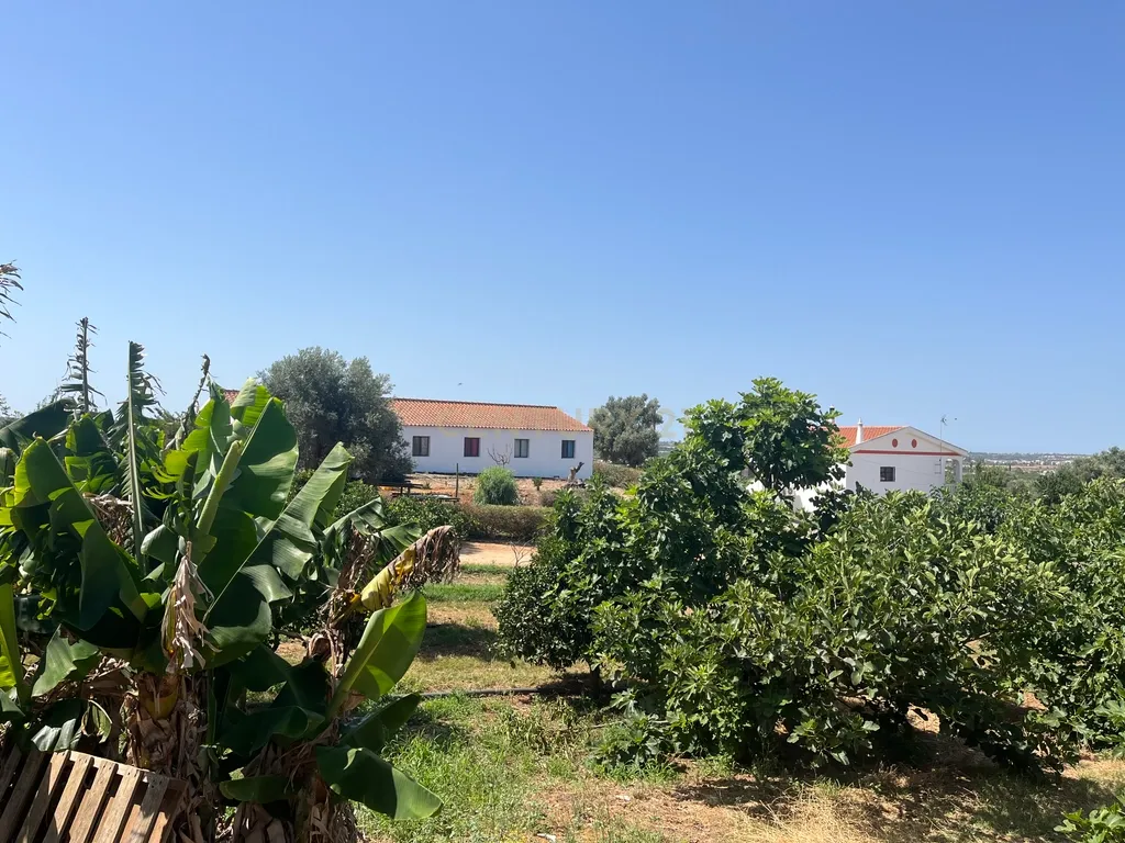 Quinta com 208.790m2, em Plena produção de Citrinos, e estufas, com elevado rendimento. Grande Potencial para projetos com fundos Europeus, e Turismo Rural. - Image 2
