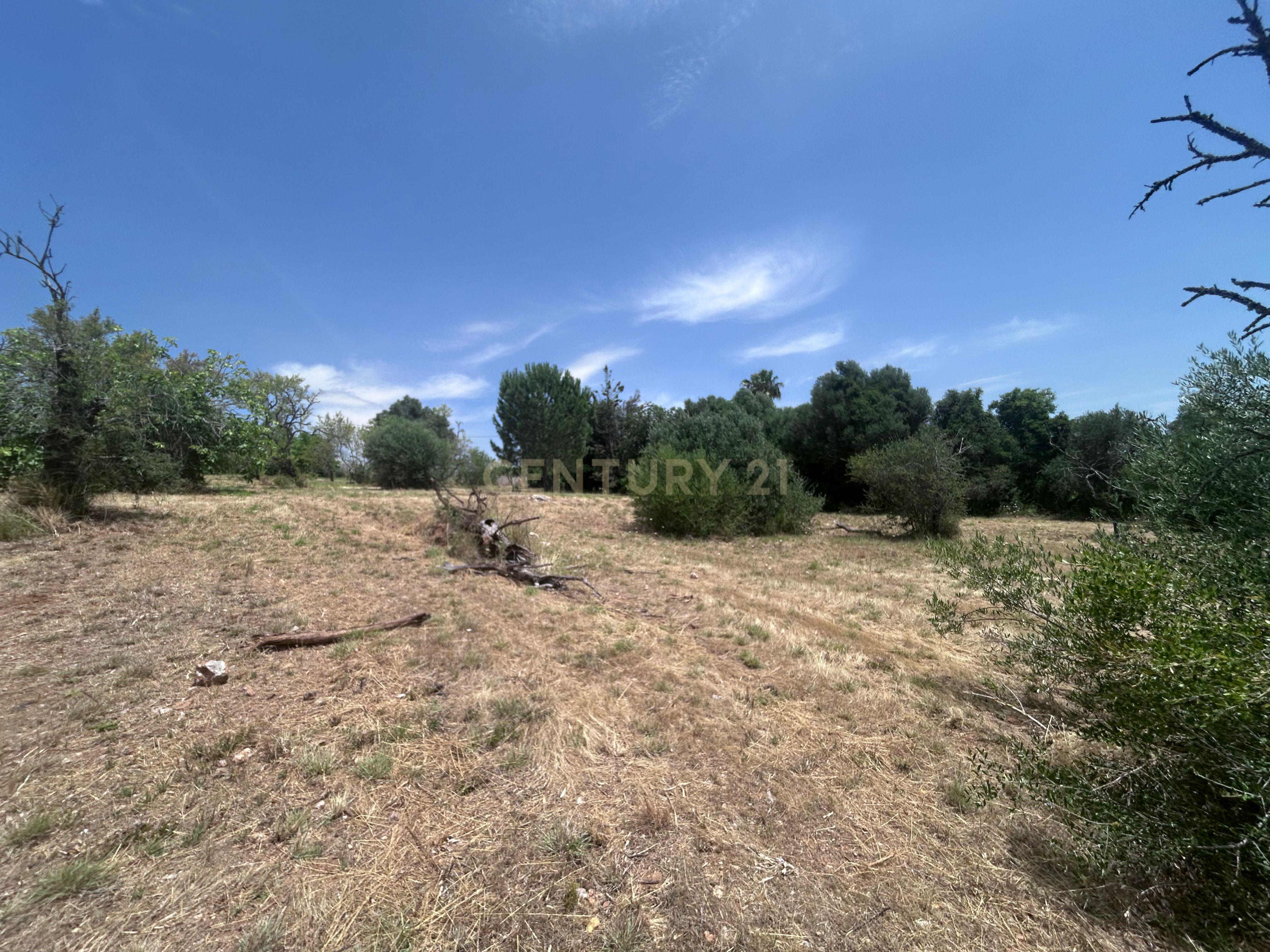 Fotografia 2 de Exclusivo Terreno com 6.320m² em Silves – Natureza, Privacidade e Potencial no Coração do Algarve