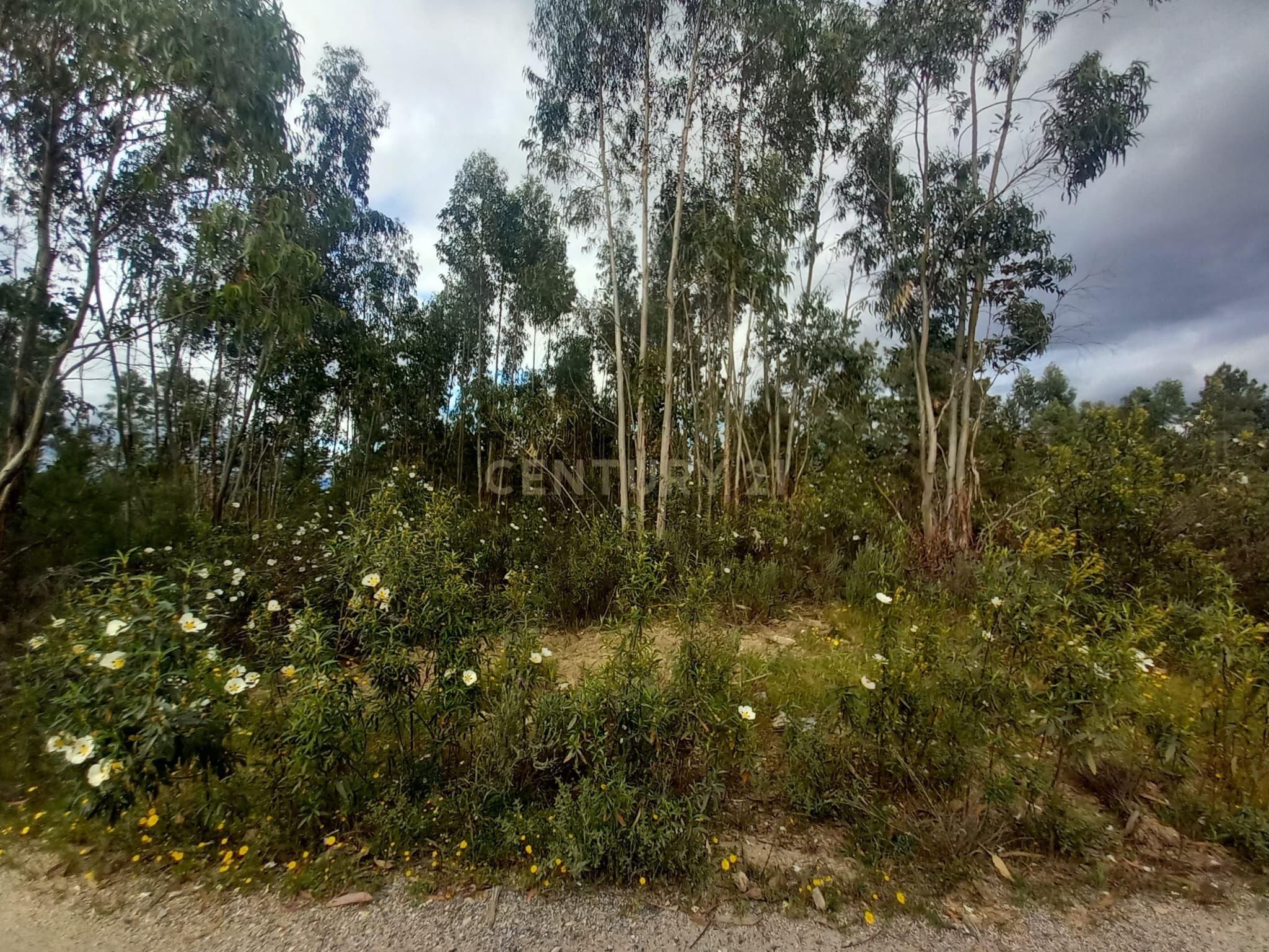 Fotografia 6 de Terreno Panorâmico em Sarnadas de Ródão, Castelo Branco
