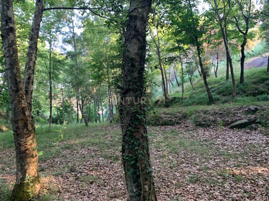 Quinta "Floresta Encantada" – Um Paraíso Natural no Norte de Portugal - Image 22