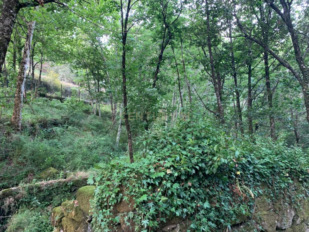 Quinta "Floresta Encantada" – Um Paraíso Natural no Norte de Portugal - Image 35