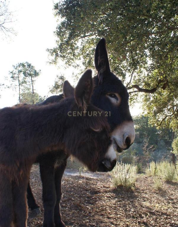 Quinta de Charme no Centro de Portugal – Natureza, Privacidade e Potencial Turístico em 2,9 Hectares - Image 17