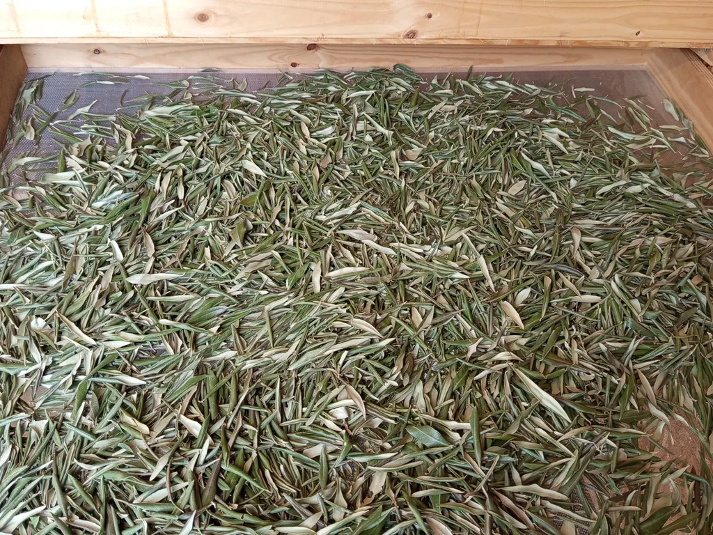 Oportunidade Única: Quinta de 16 Hectares com produção de plantas aromáticas, 2 Ha de rosas DAMASCENA, destilação de óleos essenciais e actividade e-commerce - Image 34
