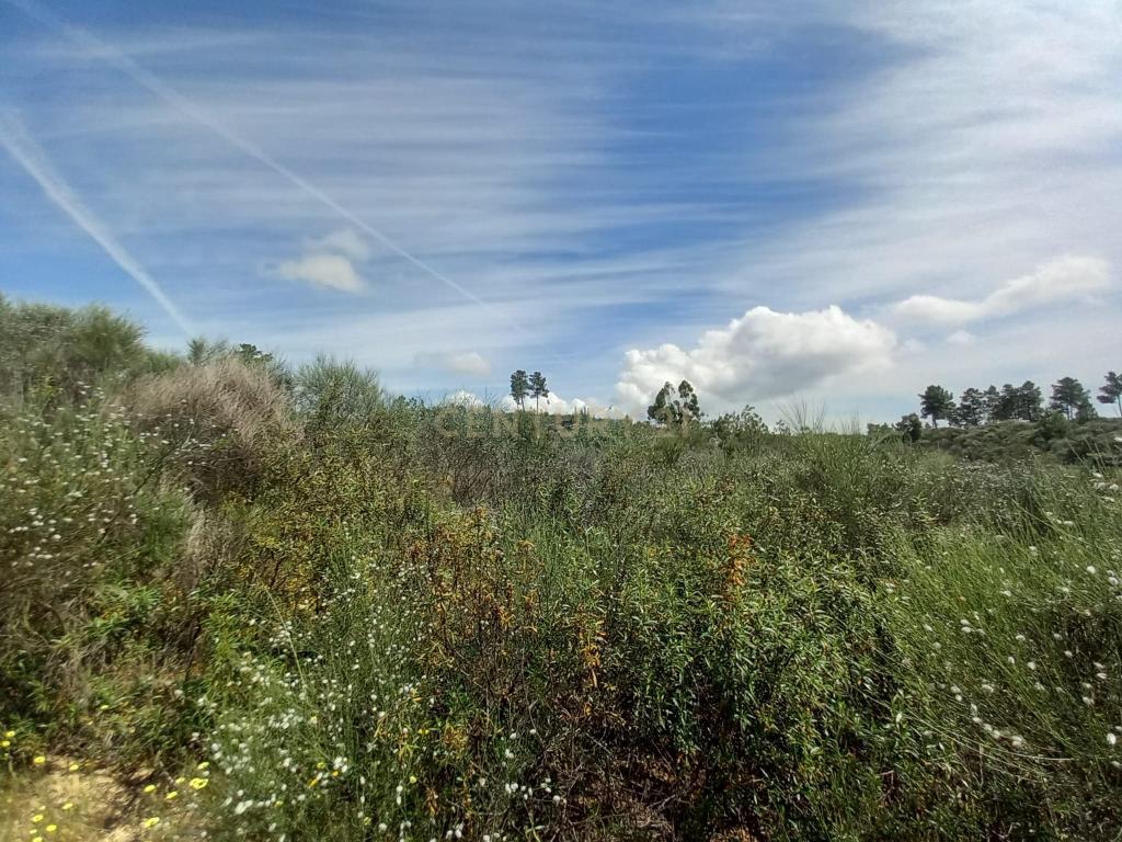 Terreno Rustico com 13300m2 Palvarinho-Salgueiro do Campo - Image 3