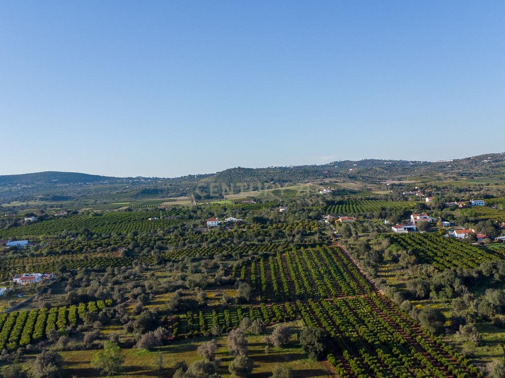 TERRENO RUSTICO COM OLIVEIRAS PARA VENDA - Image 6