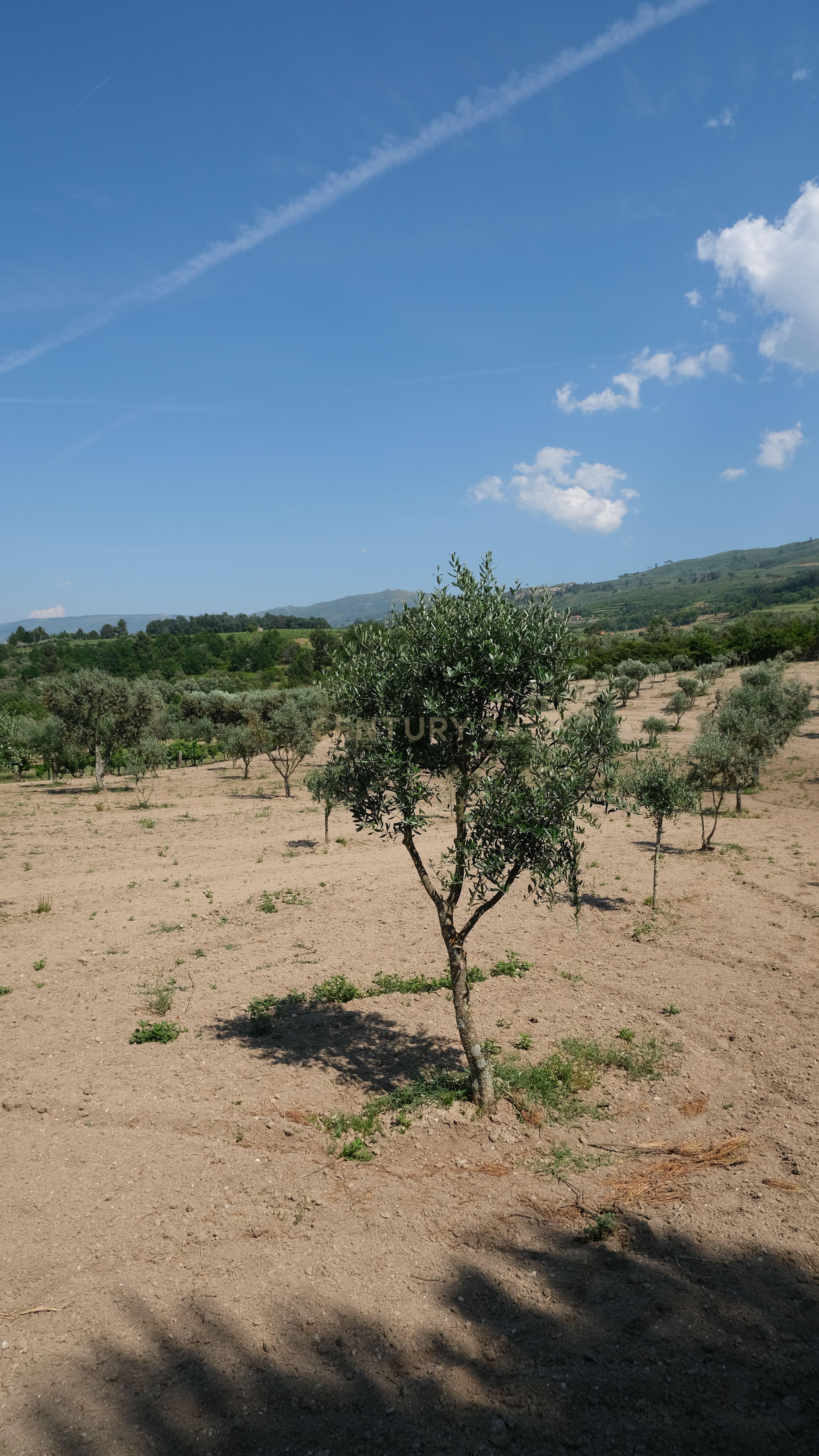 Fotografia 5 de Terreno com 2.006 m², oliveiras em produção e construção de apoio | São Paio, Gouveia