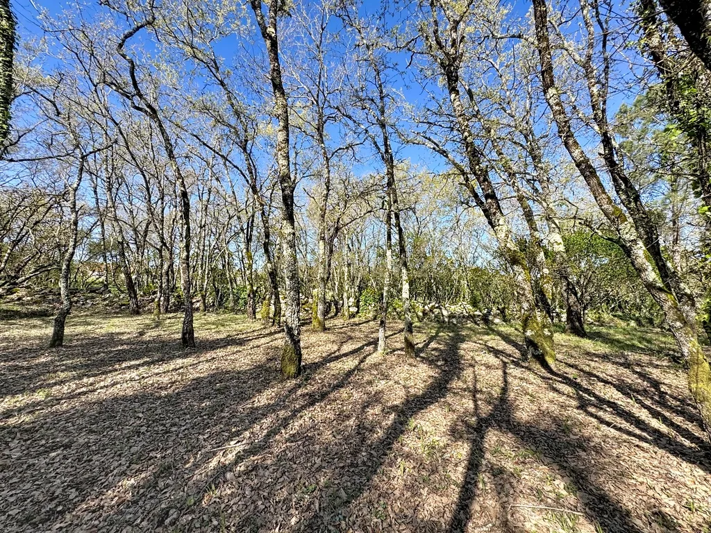 O lugar ideal para construir em plena natureza – Alcobaça - Image 3