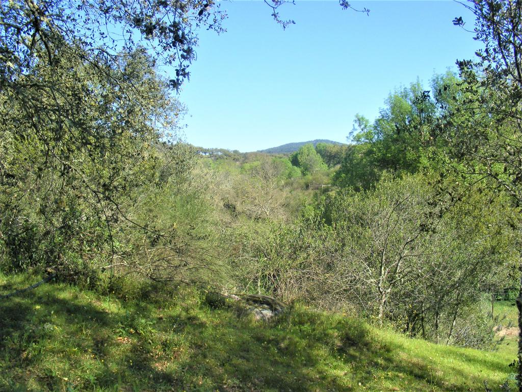 Quinta Típica Alentejana, Licença de Turismo Rural, Arrendamento, Arraiolos - Image 60