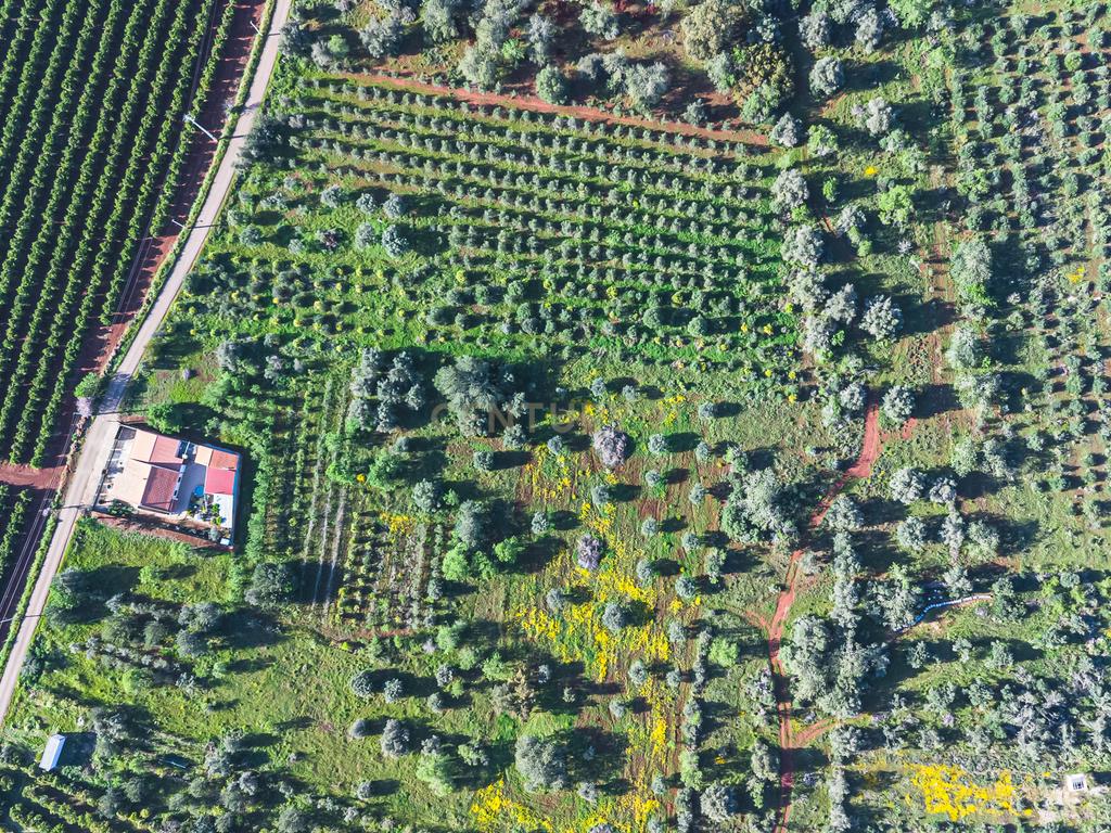 TERRENO RUSTICO COM OLIVEIRAS PARA VENDA - Image 8