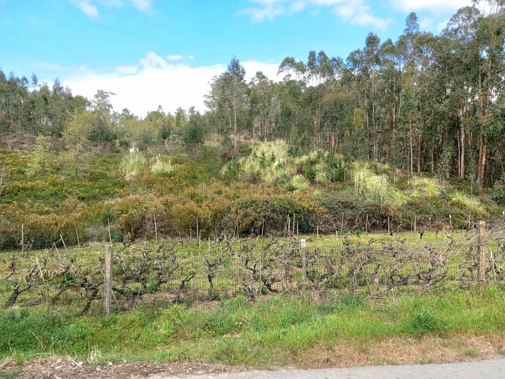 Terreno Rústico à Venda – 1800 m² em Vale Moreira, Vilar - Image 6