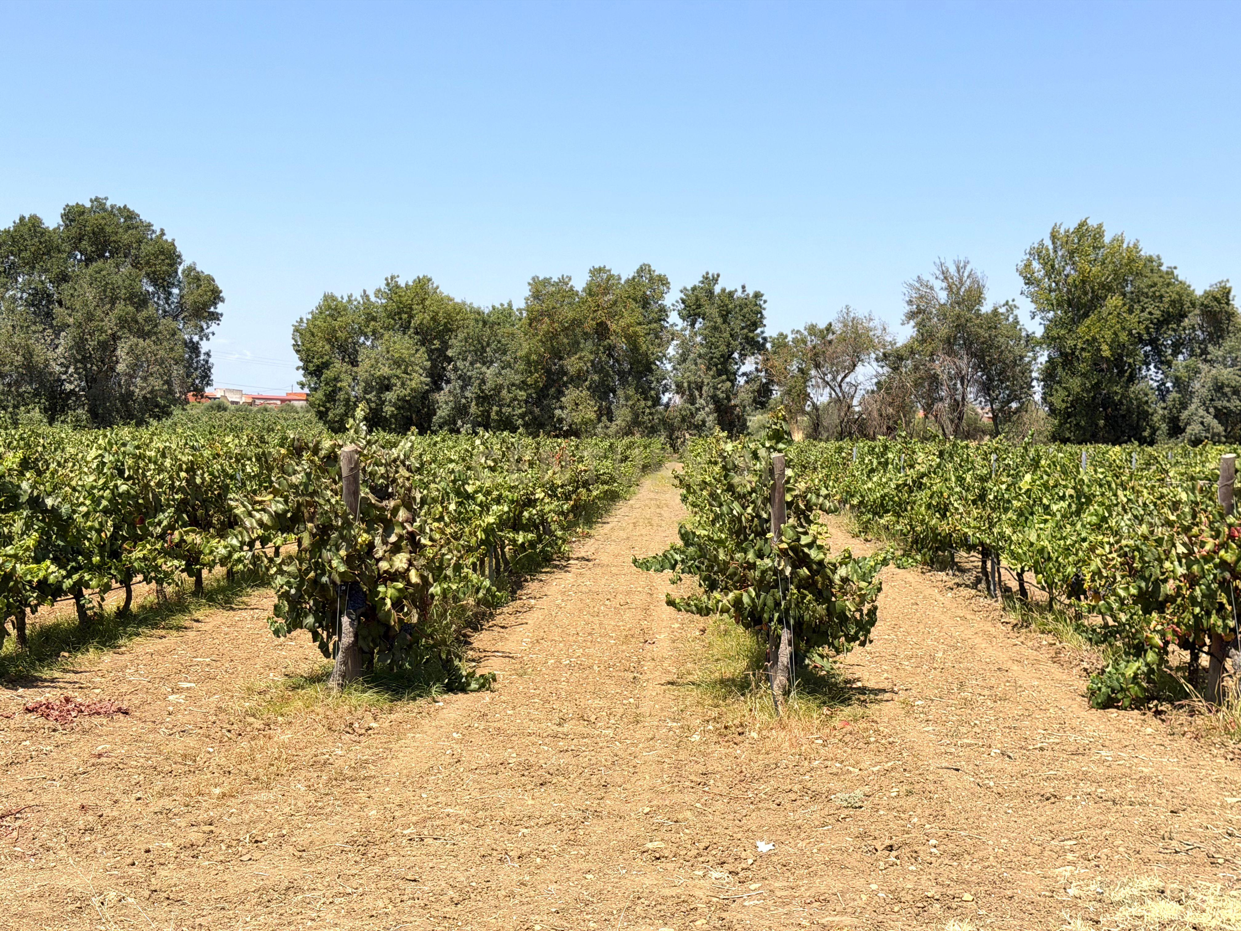 Fotografia 3 de Herdade da Pandeira (93 Hectares) Vinha e Olival em Produção em Reguengos de Monsaraz.