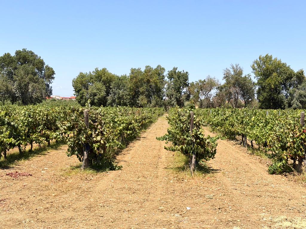 Herdade da Pandeira (93 Hectares) Vinha e Olival em Produção em Reguengos de Monsaraz. - Image 3