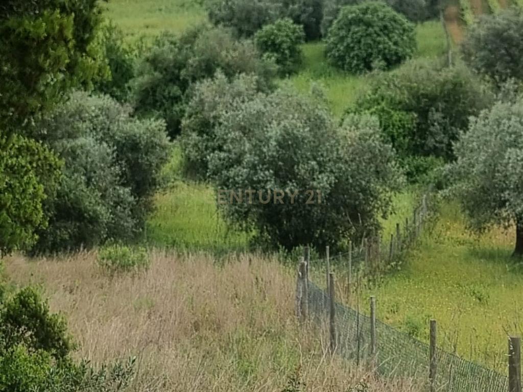 Terreno Urbano à Venda – Brogueira, Torres Novas - Image 3