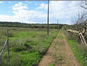 Terreno Rústico no Ludo, Almancil – 8.400 m² Próximo da Quinta do Lago - Image 1