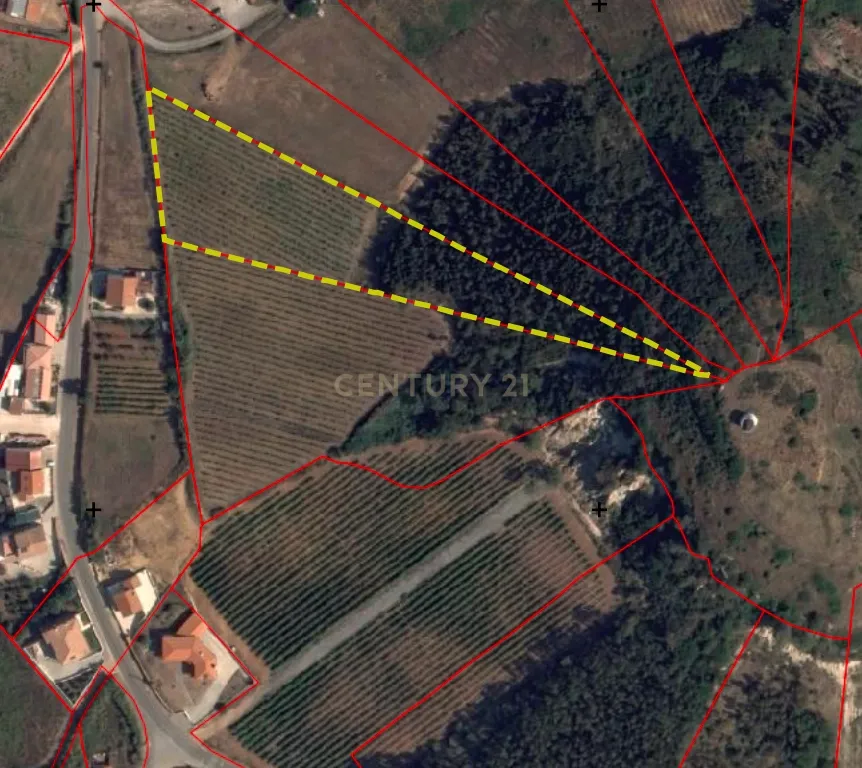 Terreno Rústico c/17 960m2 e vinhas antigas - Image 9