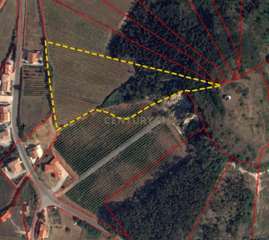 Terreno Rústico c/17 960m2 e vinhas antigas - Image 10