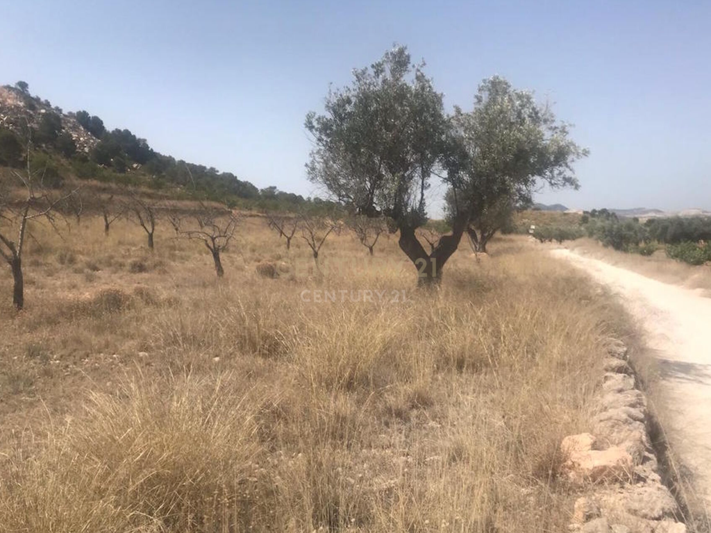 Terreno - Image 7