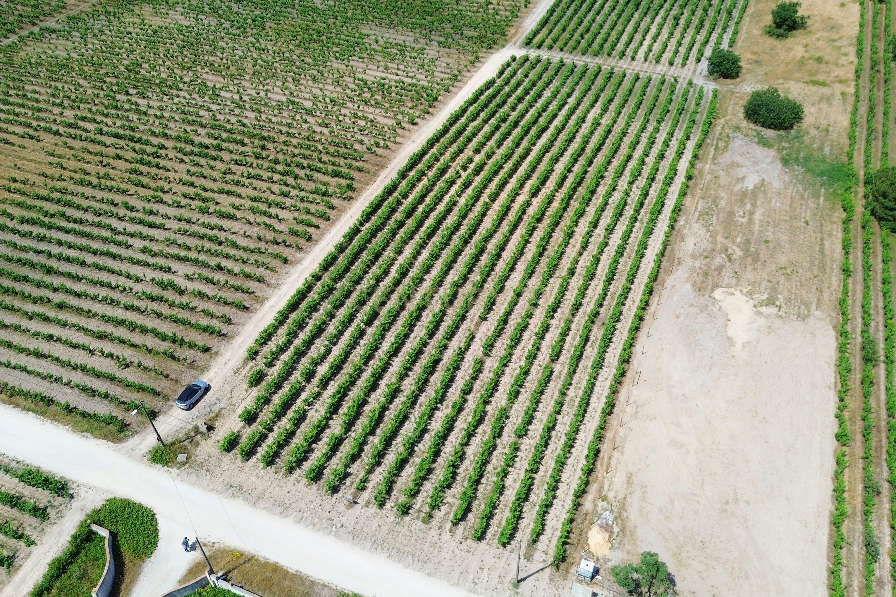 Fotografia 6 de Terreno no Lau com vinhas certificadas