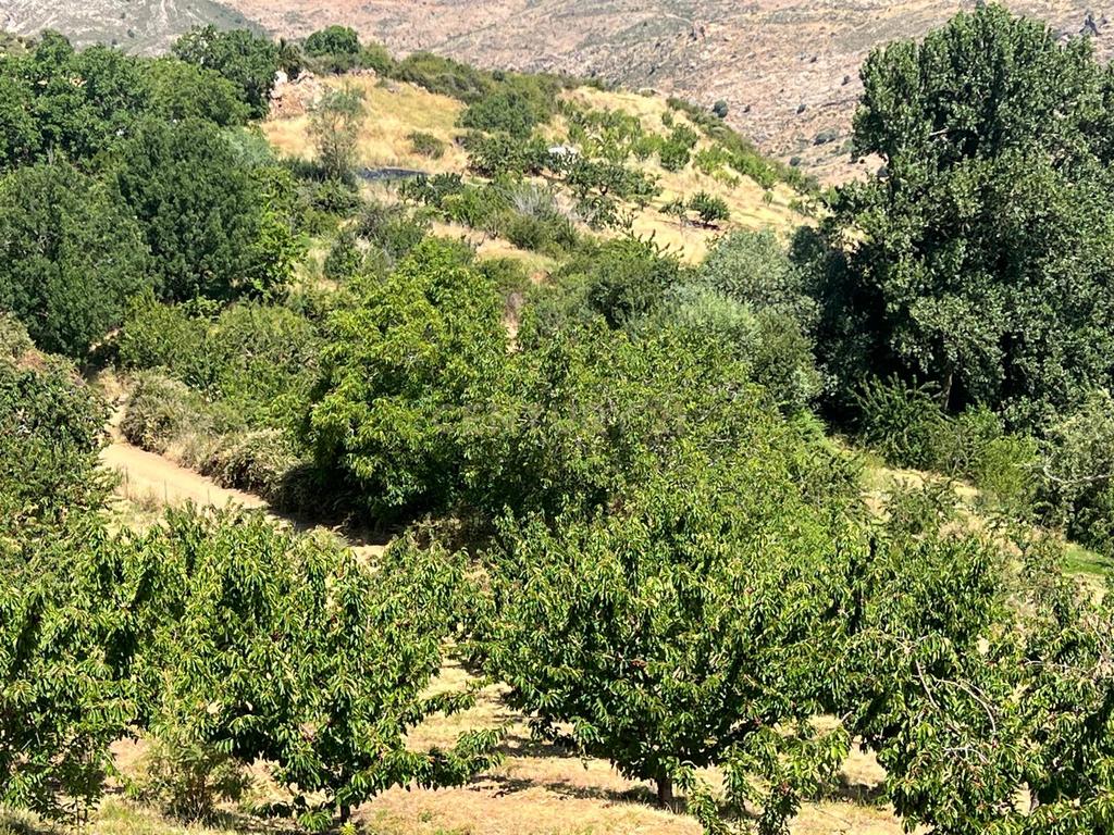 Terreno Rústico em Granada com Árvores Frutíferas e Água - Image 17
